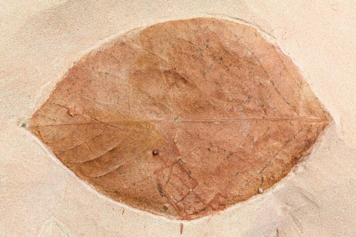 Fossil Leaf (Phyllites) - Montana #75811